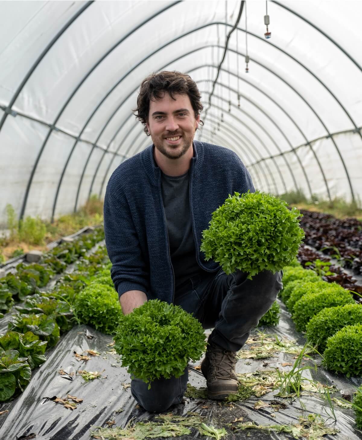 Produzent, der in einem Gewächshaus lächelt und frisch geerntete grüne Salate hält